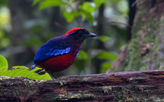 Peninsula Malaysia birding tour report