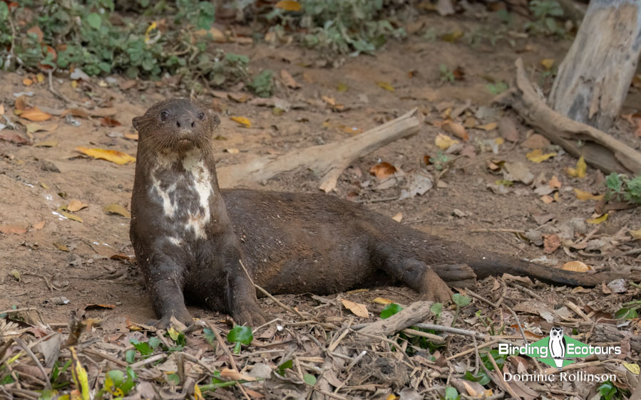 Pantanal birding tours