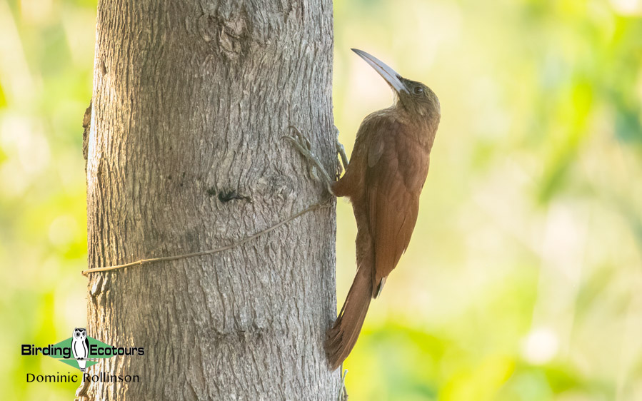 Pantanal birding tours