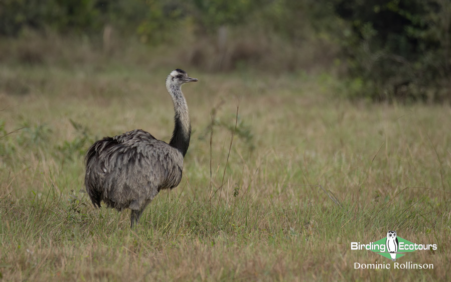 Pantanal birding tours