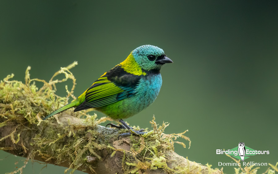 Pantanal birding tours