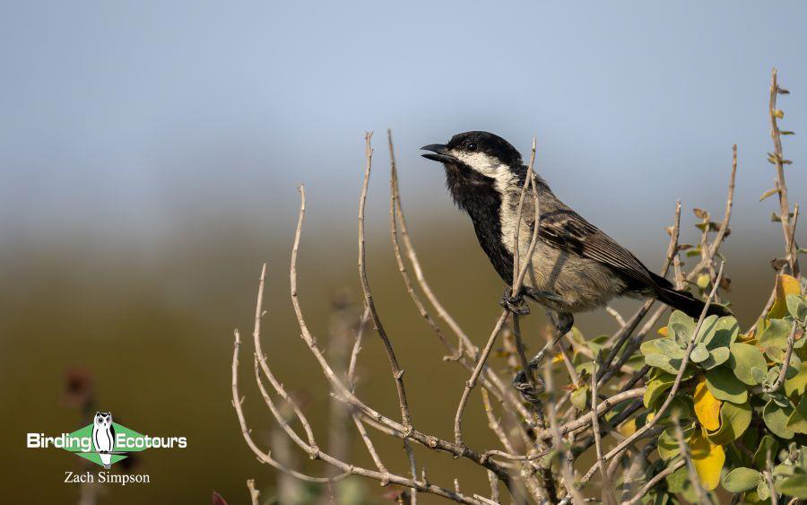 Western South Africa birding tours