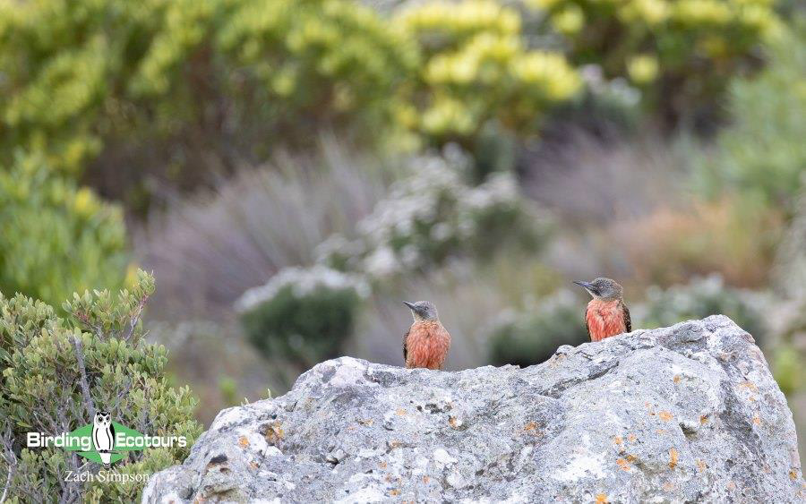 Western South Africa birding tours