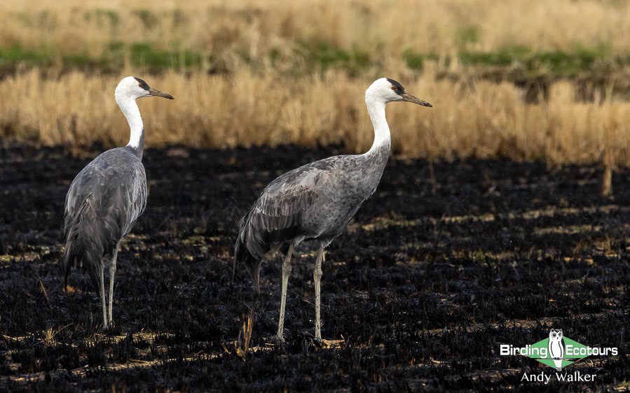 Japan Winter Birds