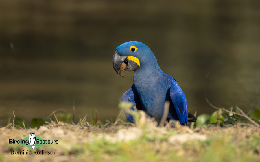 Pantanal birding tours