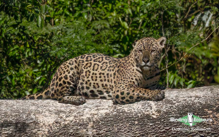 Pantanal birding tours