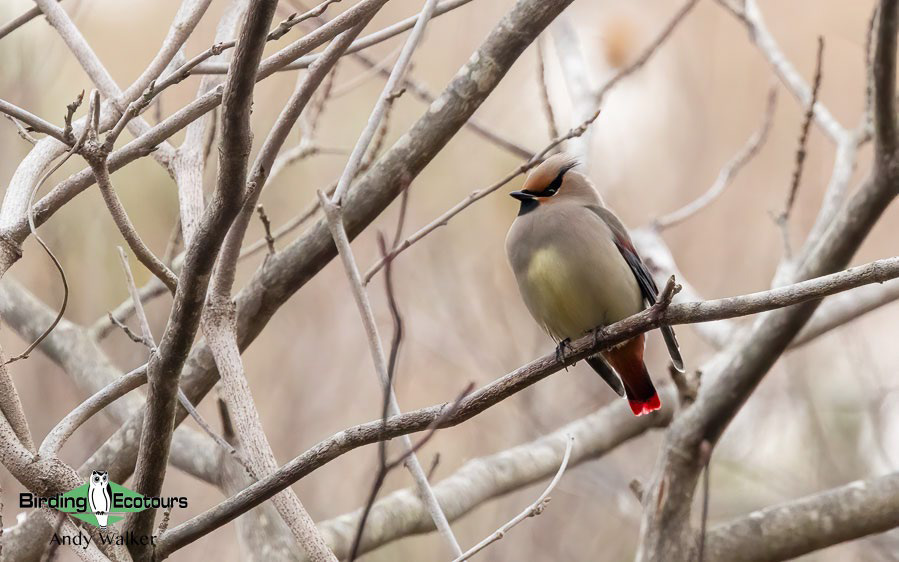Japan Winter Birds