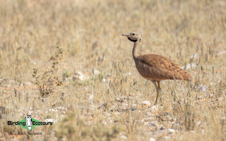 Western South Africa birding tours