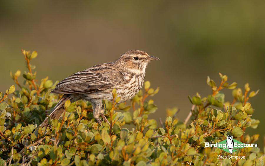 Western South Africa birding tours