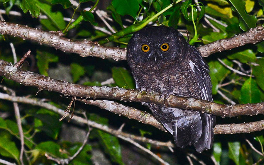 Comoros and Mayotte Birding Tour
