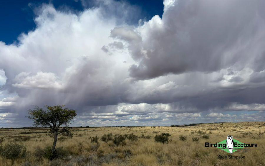 Western South Africa birding tours