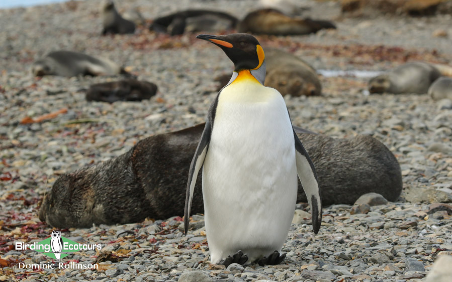 Birding cruise subantarctic islands ross sea