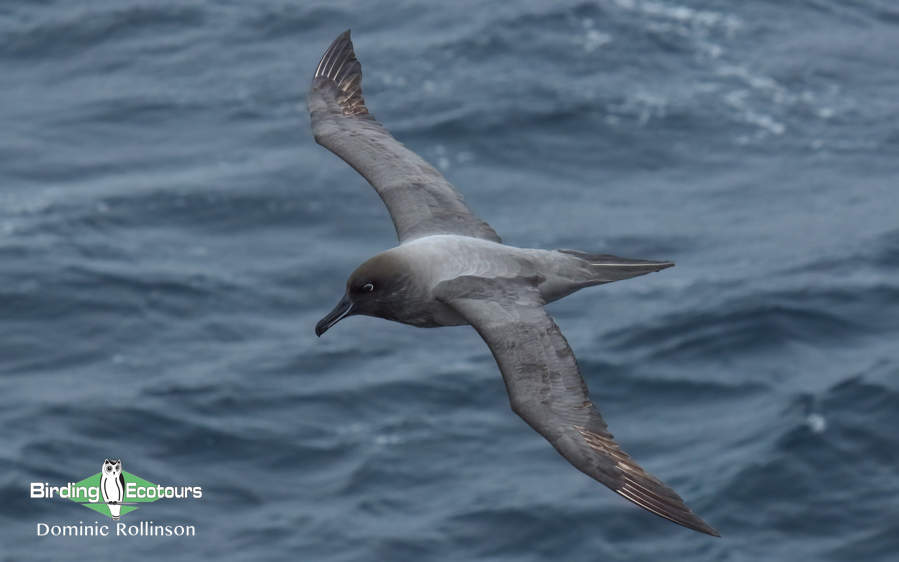 Birding cruise subantarctic islands ross sea