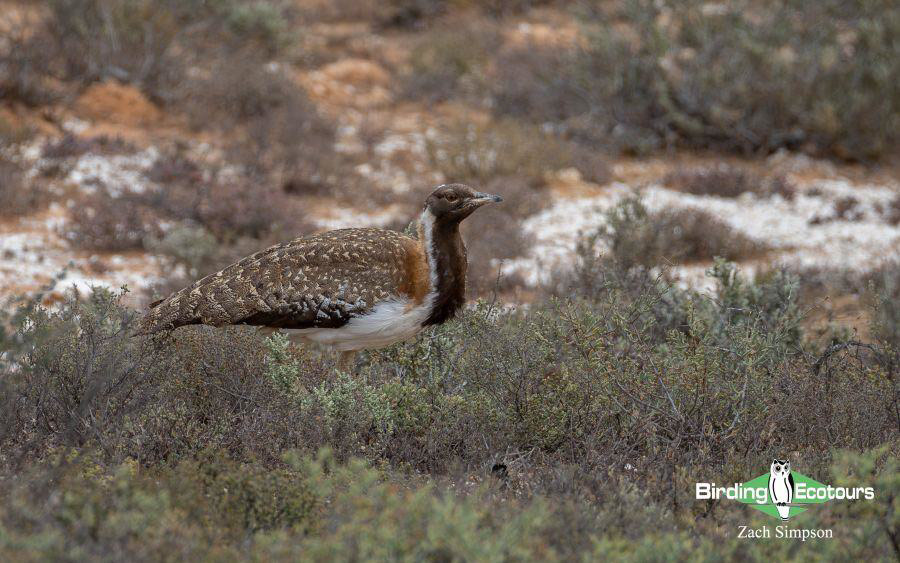 Western South Africa birding tours