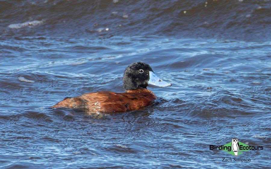Western South Africa birding tours