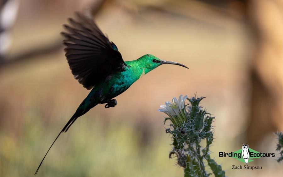Western South Africa birding tours