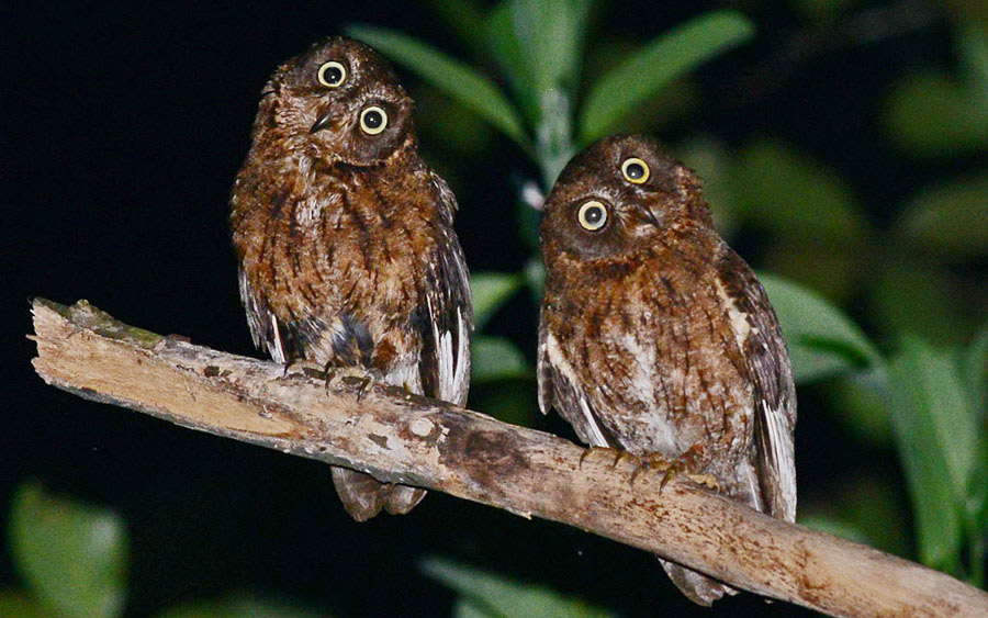 Comoros and Mayotte Birding Tour