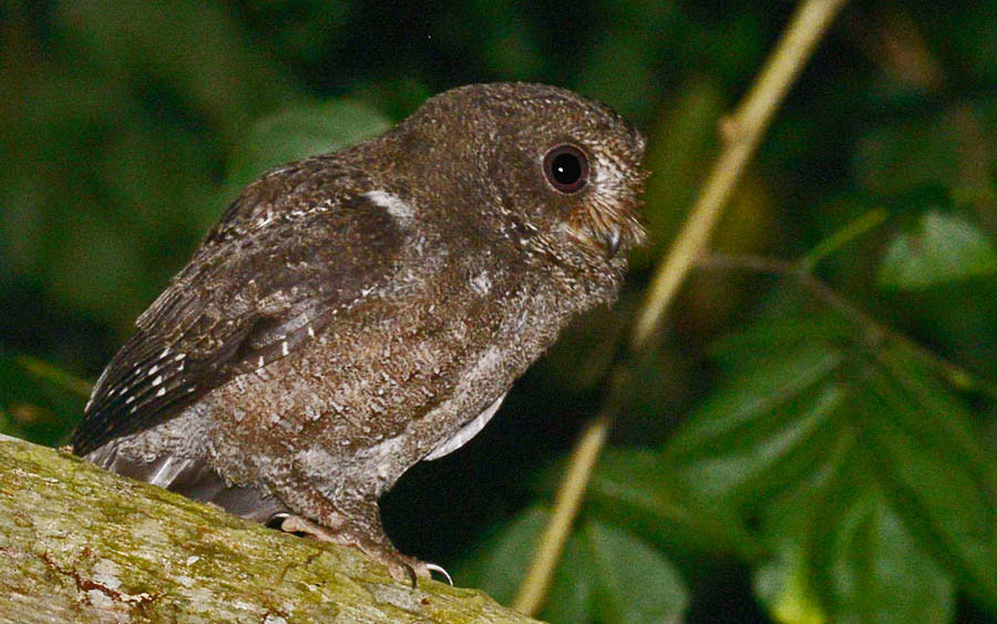 Comoros and Mayotte Birding Tour