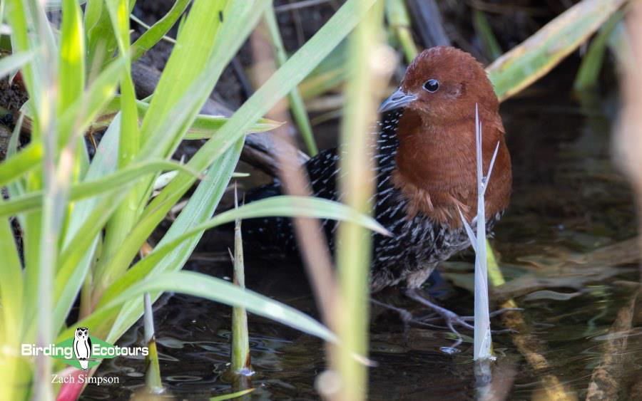 Western South Africa birding tours