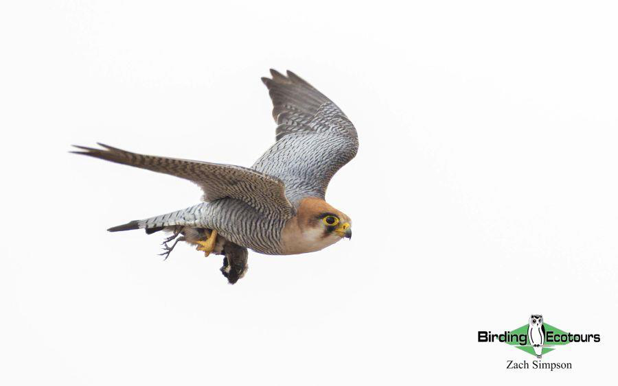 Western South Africa birding tours