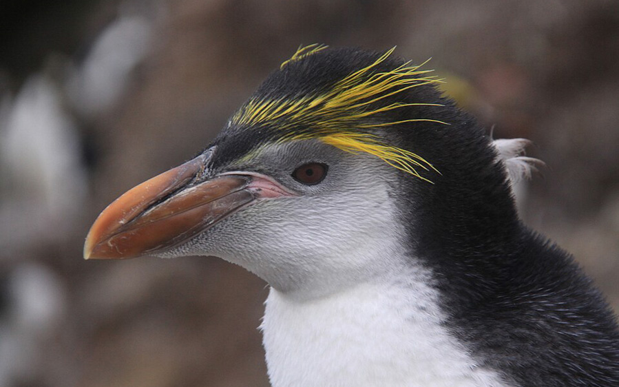 Birding cruise subantarctic islands ross sea