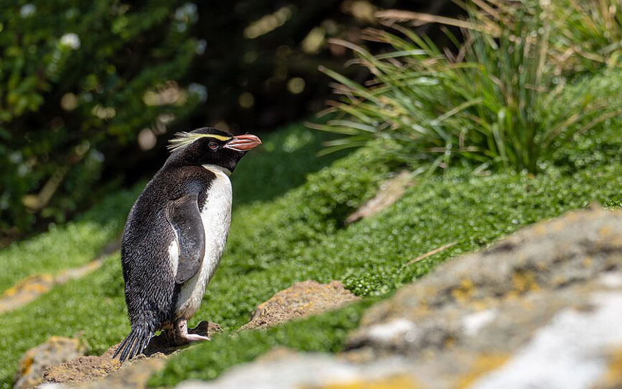 Birding cruise subantarctic islands ross sea