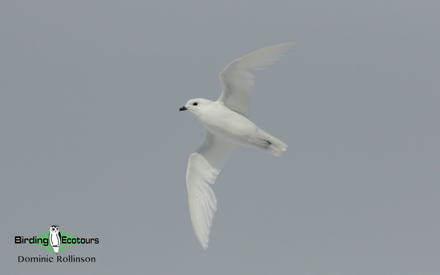 Birding cruise subantarctic islands ross sea