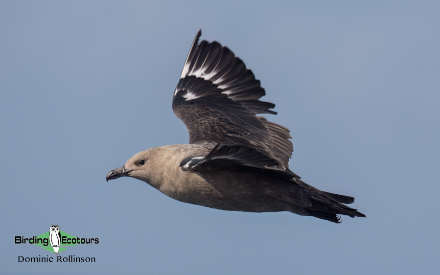 Birding cruise subantarctic islands ross sea