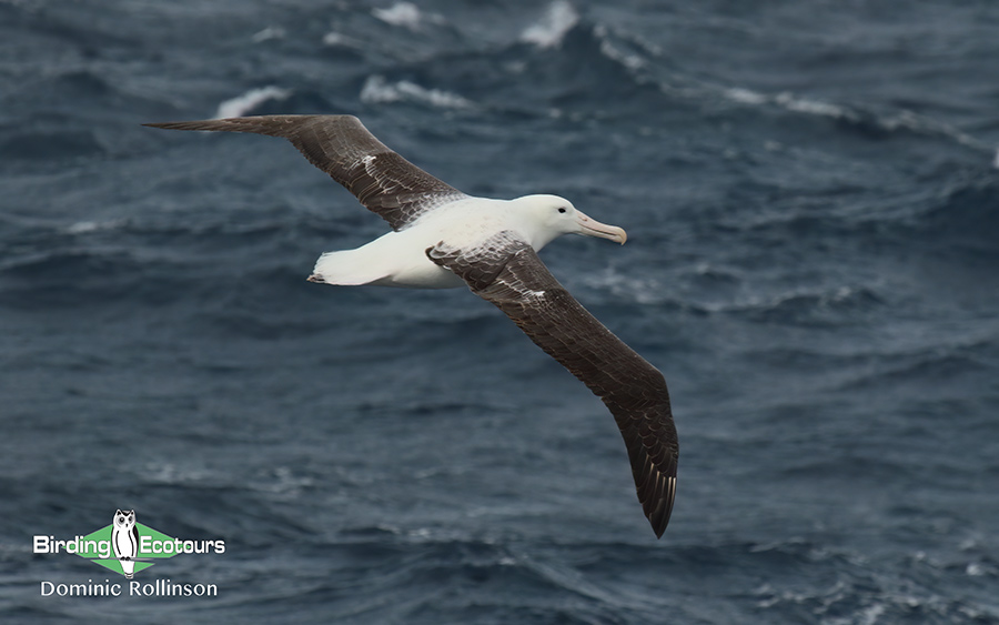 Birding cruise subantarctic islands ross sea