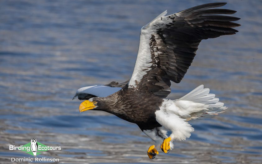 Japan Winter Birds