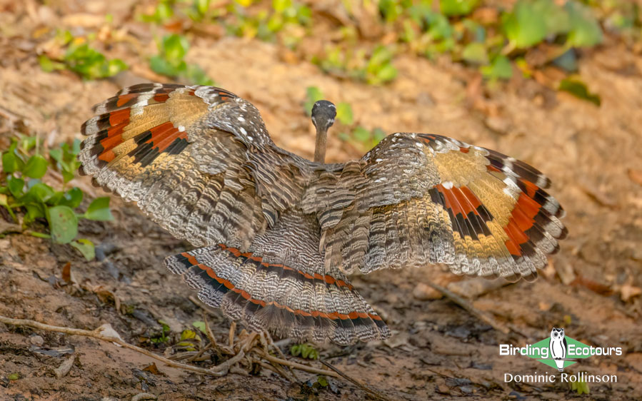 Pantanal birding tours