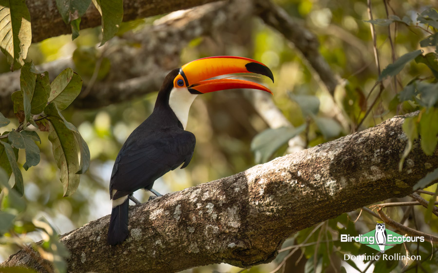 Pantanal birding tours