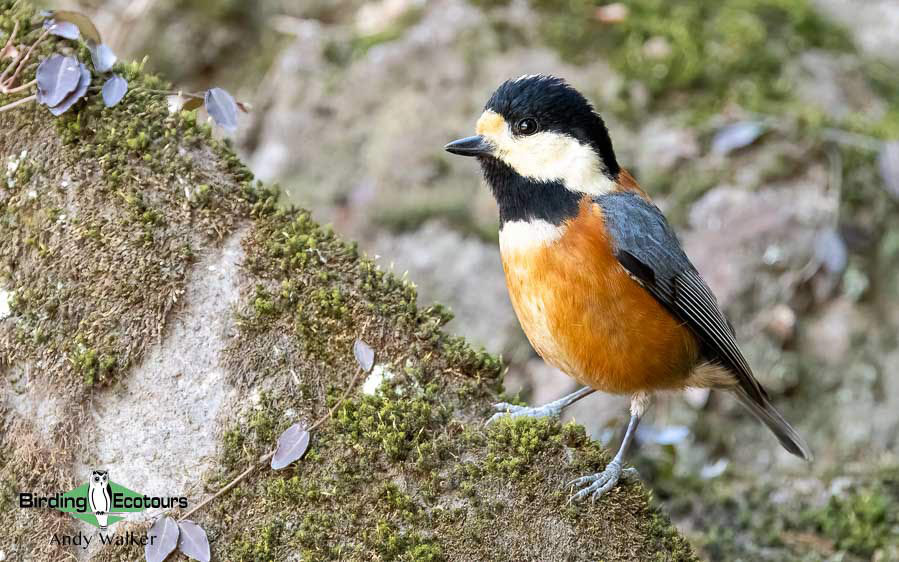 Japan Winter Birds