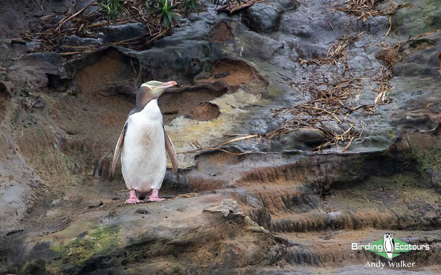 Birding cruise subantarctic islands ross sea